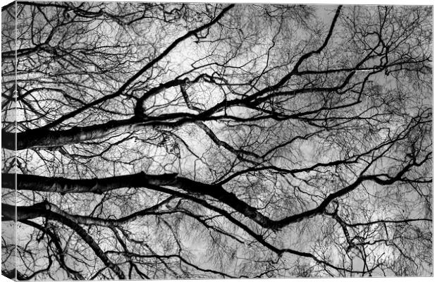 Arteries of life Canvas Print by Kevin Elias