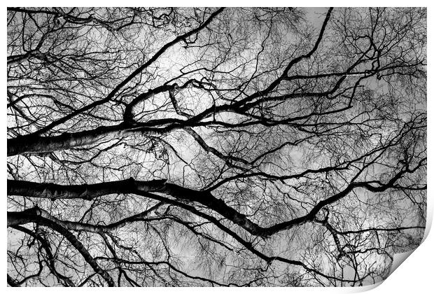 Arteries of life Print by Kevin Elias