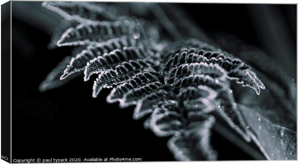 Frosted Fern Canvas Print by Paul Tyzack