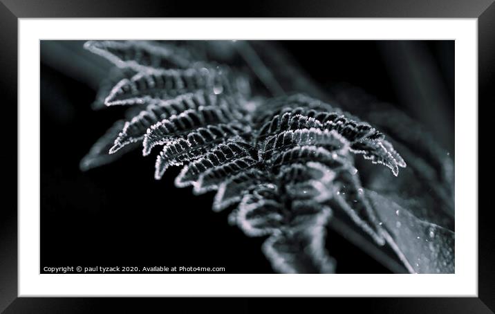 Frosted Fern Framed Mounted Print by Paul Tyzack