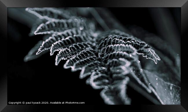 Frosted Fern Framed Print by Paul Tyzack