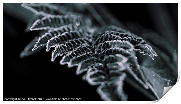 Frosted Fern Print by Paul Tyzack