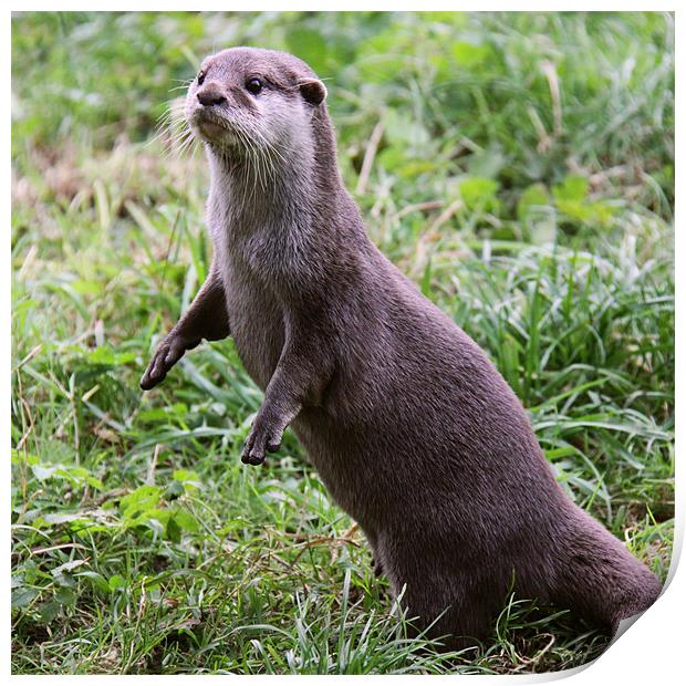 European Otter standing up Print by Linda More