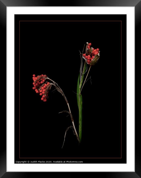 Iris foetidissima seeds Framed Mounted Print by Judith Flacke