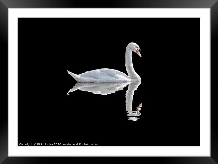 Swan Framed Mounted Print by Rick Lindley