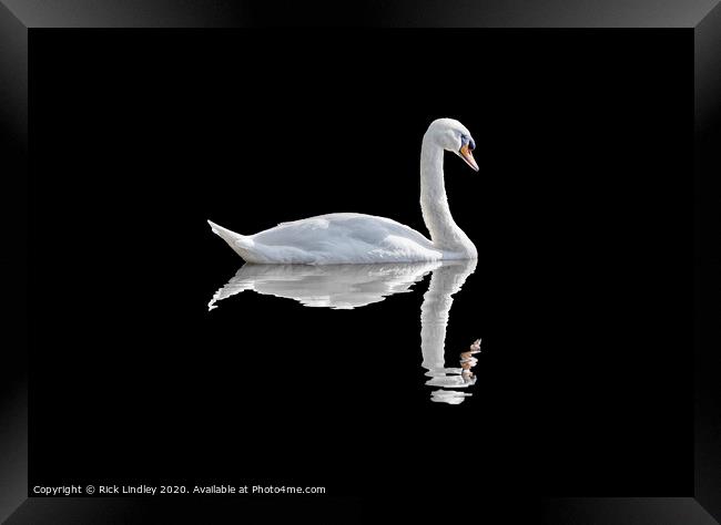 Swan Framed Print by Rick Lindley