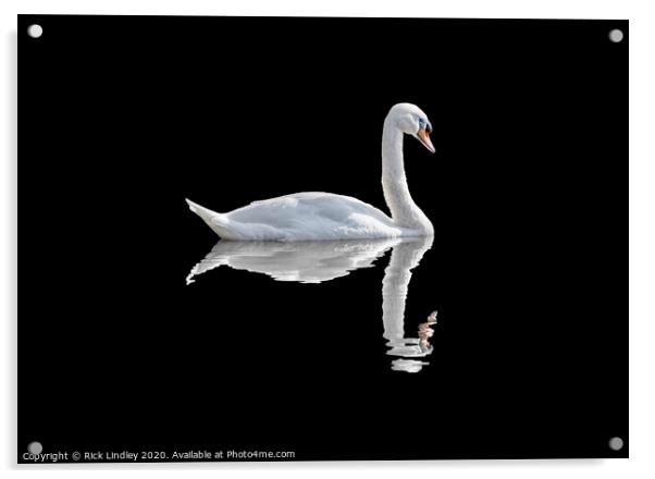 Swan Acrylic by Rick Lindley