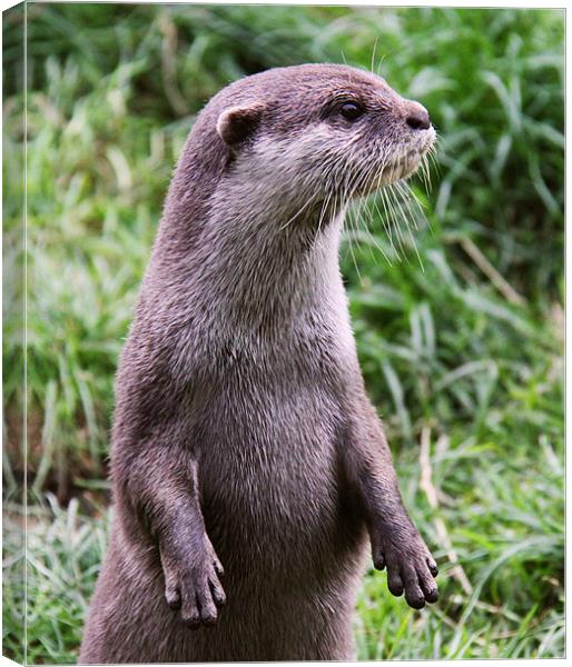 European Otter close up Canvas Print by Linda More
