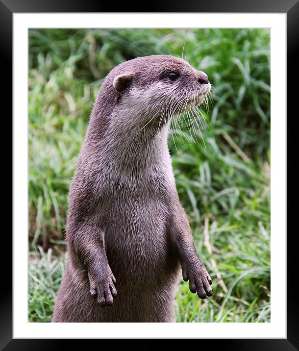 European Otter close up Framed Mounted Print by Linda More