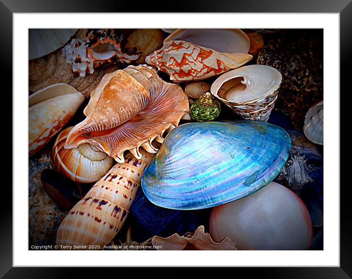 Sea Shells Framed Mounted Print by Terry Senior