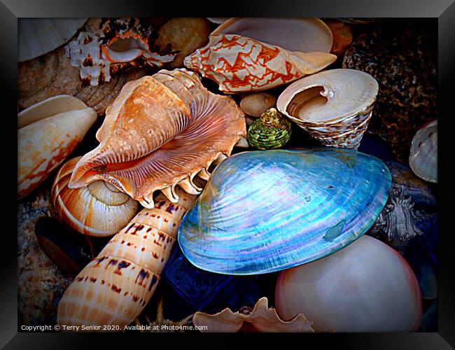 Sea Shells Framed Print by Terry Senior