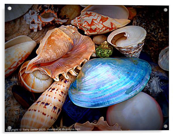 Sea Shells Acrylic by Terry Senior