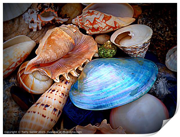 Sea Shells Print by Terry Senior