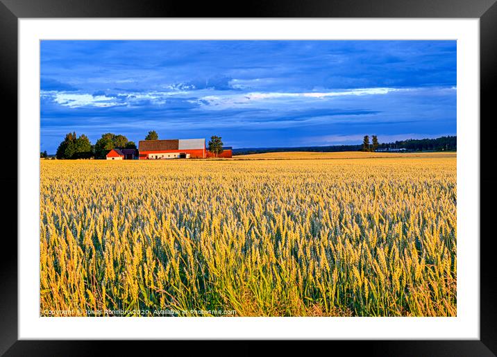 dramatic sky over cornfield near Kumla Sweden Framed Mounted Print by Jonas Rönnbro
