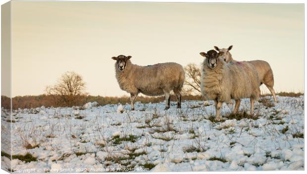 A herd of sheep standing on top of a snow covered field Canvas Print by Tracey Smith