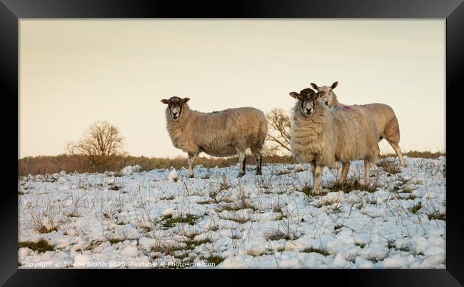 A herd of sheep standing on top of a snow covered field Framed Print by Tracey Smith