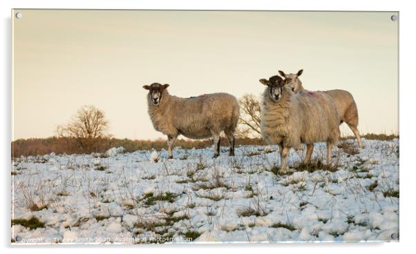 A herd of sheep standing on top of a snow covered field Acrylic by Tracey Smith