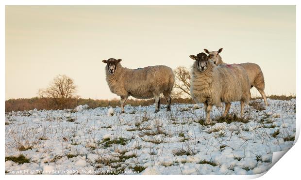 A herd of sheep standing on top of a snow covered field Print by Tracey Smith