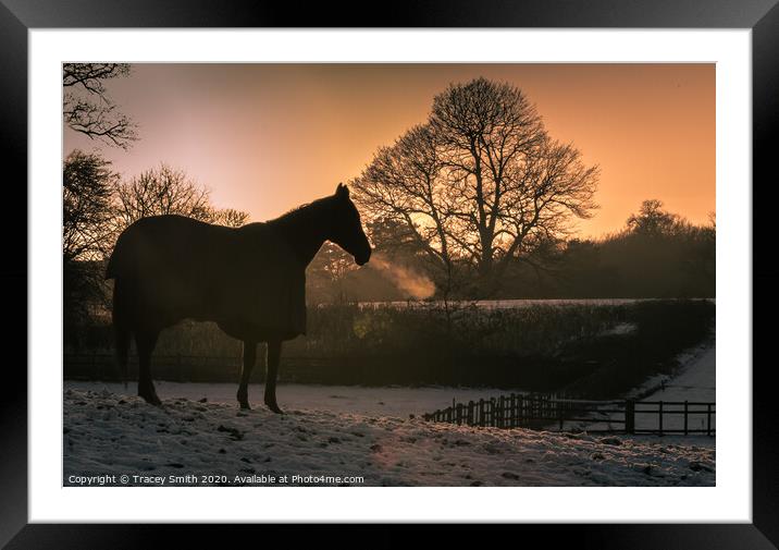 The Thoroughbred - Ex Racehorse Framed Mounted Print by Tracey Smith