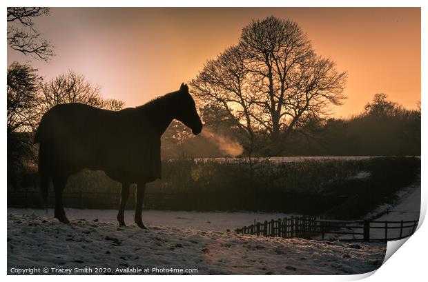 The Thoroughbred - Ex Racehorse Print by Tracey Smith