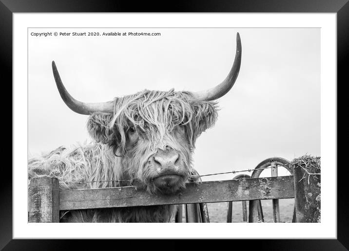 Helifield Highland Cattle Framed Mounted Print by Peter Stuart