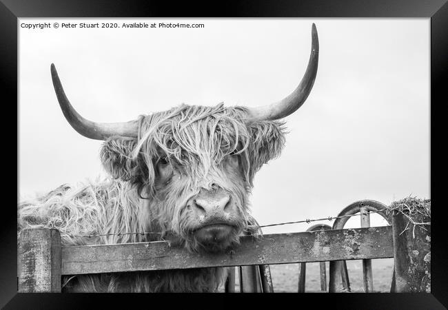 Helifield Highland Cattle Framed Print by Peter Stuart