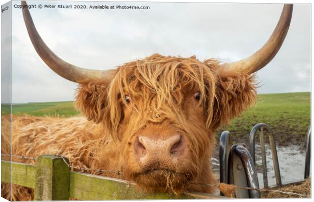 Helifield Highland Cattle Canvas Print by Peter Stuart