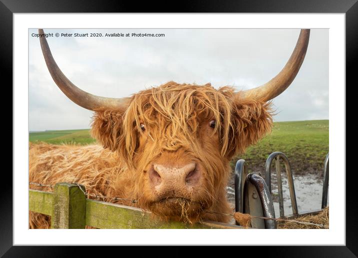 Helifield Highland Cattle Framed Mounted Print by Peter Stuart