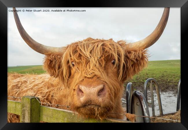 Helifield Highland Cattle Framed Print by Peter Stuart