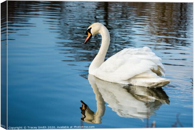 Mirror Reflection of the Mute Swan Canvas Print by Tracey Smith