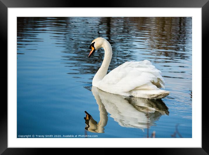 Mirror Reflection of the Mute Swan Framed Mounted Print by Tracey Smith