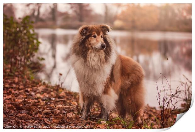 A Portrait of Rusty the Rough Collie Print by Tracey Smith