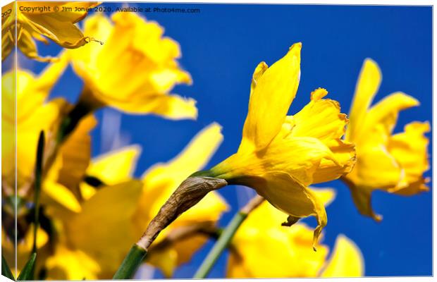 Blue and Yellow Canvas Print by Jim Jones