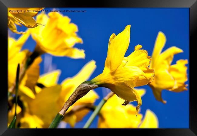 Blue and Yellow Framed Print by Jim Jones