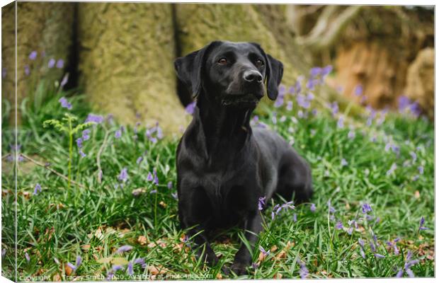 Black Labrador in Bluebells Canvas Print by Tracey Smith