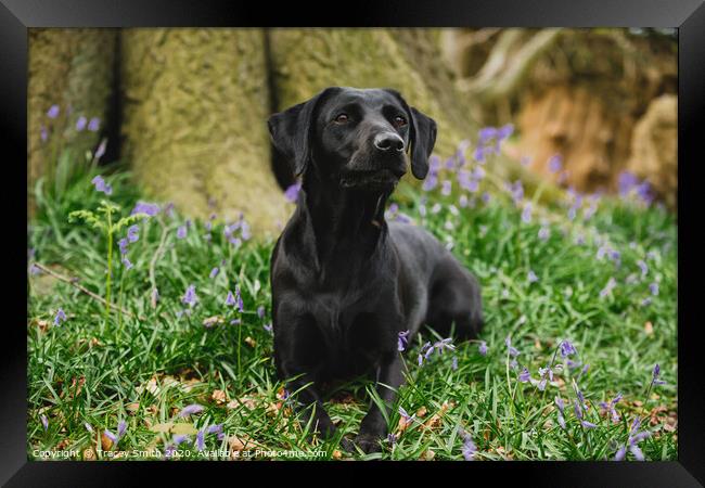 Black Labrador in Bluebells Framed Print by Tracey Smith