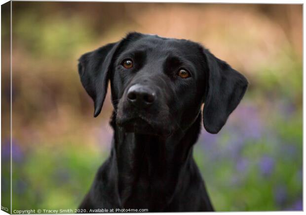 A Close up of a Labrador Canvas Print by Tracey Smith