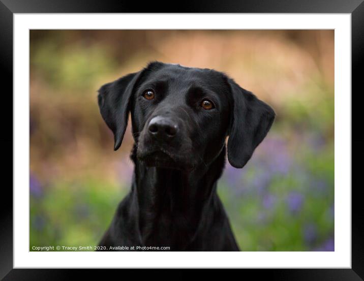 A Close up of a Labrador Framed Mounted Print by Tracey Smith