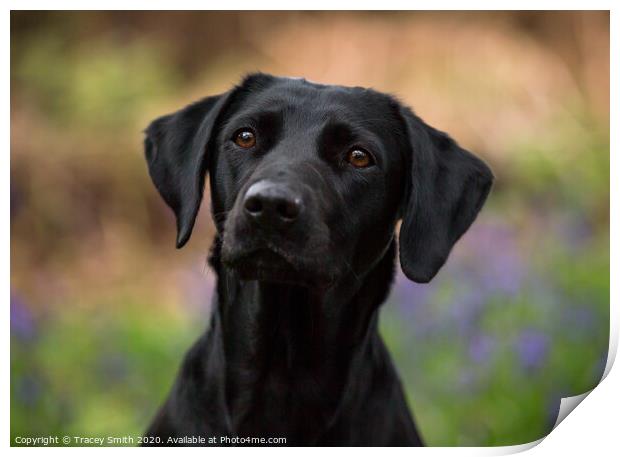 A Close up of a Labrador Print by Tracey Smith