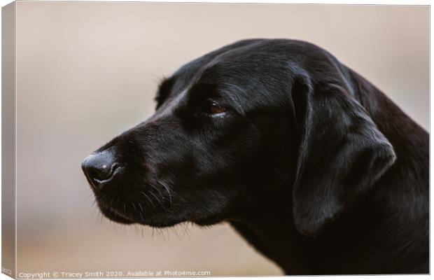 A Close up Portrait of a Labrador Canvas Print by Tracey Smith