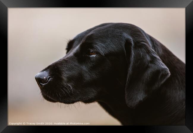 A Close up Portrait of a Labrador Framed Print by Tracey Smith