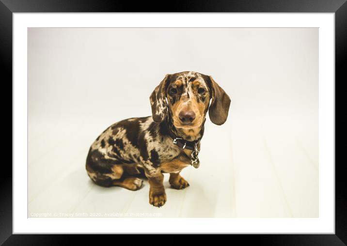 The Dapple Dachshund  Framed Mounted Print by Tracey Smith