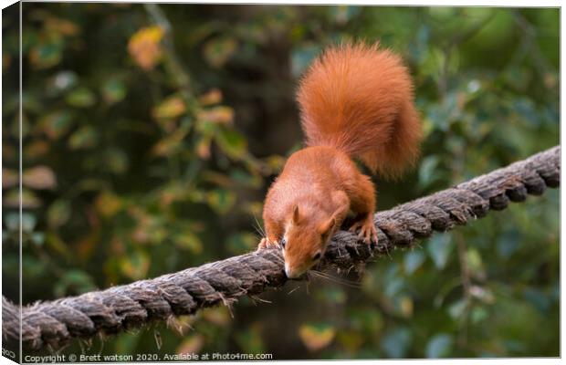 A close up of a Red squirrel  Canvas Print by Brett watson