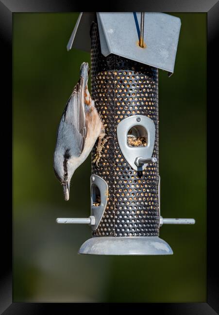 small birds eating from a bird feeder Framed Print by Jonas Rönnbro