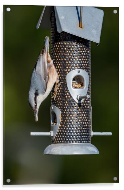 small birds eating from a bird feeder Acrylic by Jonas Rönnbro