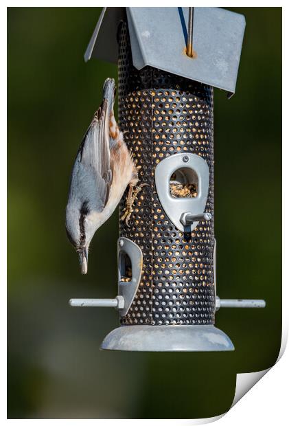 small birds eating from a bird feeder Print by Jonas Rönnbro
