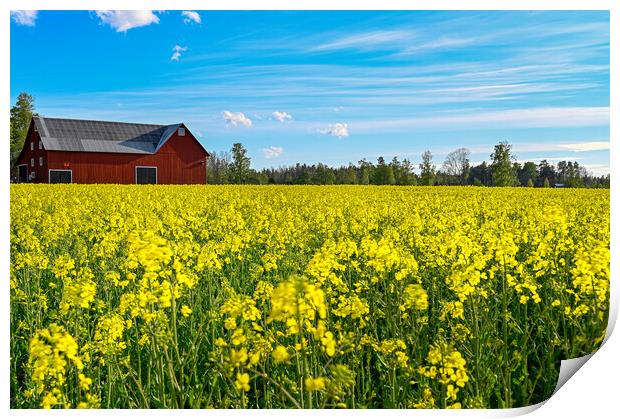 red barn near rapeseed field in Sweden Print by Jonas Rönnbro