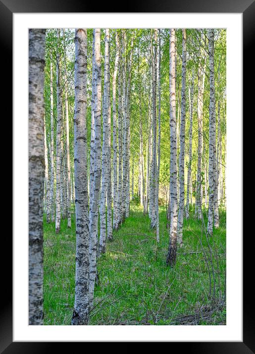 white tree trunks of birchs in Kumla Sweden Framed Mounted Print by Jonas Rönnbro
