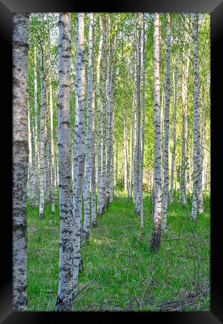 white tree trunks of birchs in Kumla Sweden Framed Print by Jonas Rönnbro