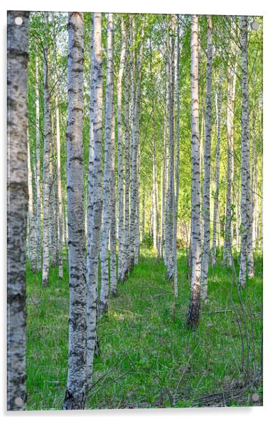 white tree trunks of birchs in Kumla Sweden Acrylic by Jonas Rönnbro